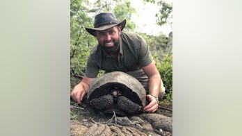 Tortoise thought to be extinct for 113 years has been rediscovered on the Galapagos