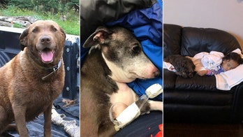 Dog owners claim 'toxic' vitamin D levels in recalled Hill’s Pet Nutrition dog food killed their pets