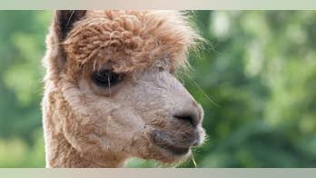 Louisiana woman says she allegedly shot pet llama in self-defense: report