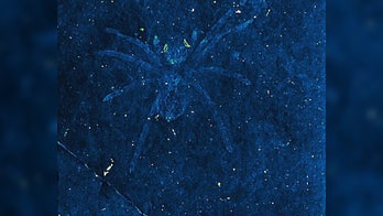 Ancient spider fossils still have silvery, shimmering eyes