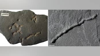 2.1-billion-year-old fossil may be evidence of earliest moving life-form