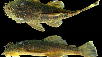 These newfound catfish species are either the ugliest fish ever or super adorable