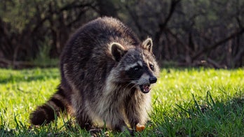 Raccoons in Louisiana infected with rabies-like disease that could affect dogs, wildlife officials warn