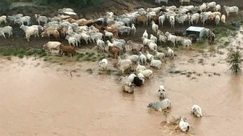 Thousands of cattle feared dead after drought-stricken Australia is hit by intense flooding
