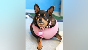Obese Chihuahua sheds half her body weight but still 'definitely loves her food'