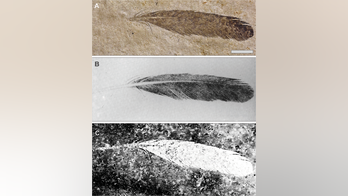 First dinosaur feather ever discovered reveals mysterious secrets