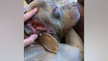 Dog in Oklahoma with 2 ‘mouths’ finds permanent home: 'It’s something from a science fiction movie'