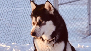 Dog named 'Donald Trump' wasn’t killed over politics, sheriff says