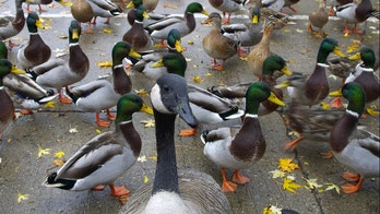 Ducks, geese in Colorado dying from ‘new duck disease,' prompting warning from wildlife officials