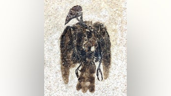 52-million-bird fossil found with feathers still attached