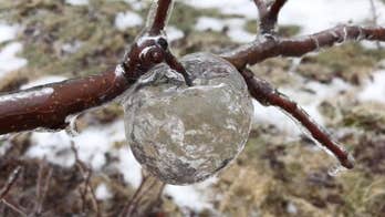 ‘Ghost apples’ appear at Michigan orchard following icy weather
