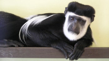 Valentine's Day stunner: Handsome monkey gets lonely hearts column ahead of holiday