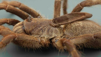 Bizarre, new tarantula discovered with weird horn on its back