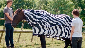 Why do zebras have stripes? Perhaps to dazzle away flies