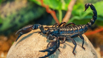 Passengers spot giant scorpion crawling out of overhead bin on plane