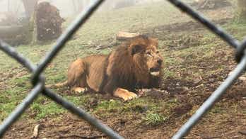Tug-of-war with a lion: UK zoo's bizarre big cat challenge sparks backlash