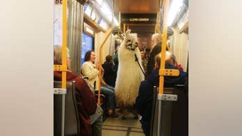 Oregon llama hitches ride on Portland’s rail system, goes viral