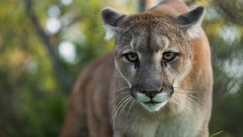 Canadian mother fights off mountain lion that mauled her 7-year-old son