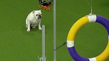 Rudy the bulldog's run at Westminster Kennel Club's agility contest goes viral