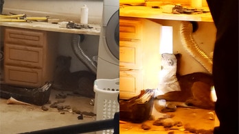 California man finds huge mountain lion hiding behind washing machine: 'We could have died'