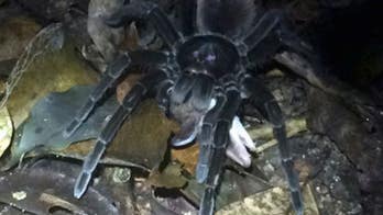 Huge spider drags opossum across Amazon rainforest floor in haunting footage