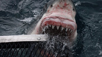 Real life Jaws? Photographer captures terrifying great white images