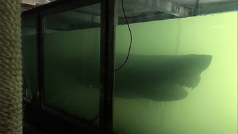 'Mysterious' ghost shark found in abandoned wildlife park in Australia