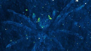 Ancient, fossilized spiders still have weird and glowing eyes