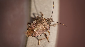 Polar vortex may have killed significant levels of invasive species of insects