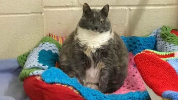 ‘Britain’s fattest cat’ finally finds a home after being returned to shelter 4 times