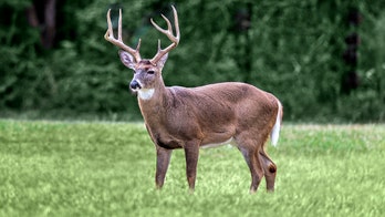 Deadly ‘zombie’ deer disease could possibly spread to humans, experts warn