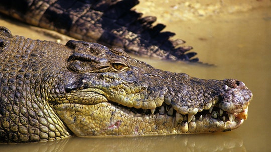 Crocodiles may turn up in the street, other 'unusual places,' officials warn amid Australia floods