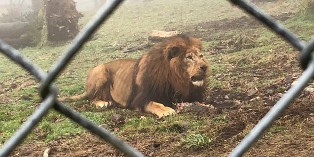 An online petition demanding the zoo stops the practice has already received more than 2,000 signatures.