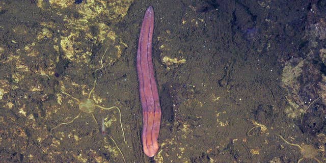 A new species of Xenoturbella was discovered in Costa Rica during a recent expedition.