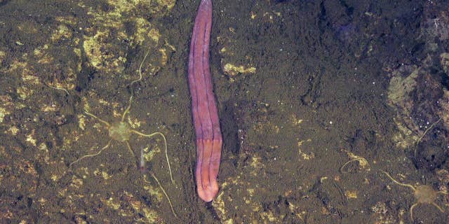 Una nueva especie de Xenoturbella fue descubierta en Costa Rica durante una expedición reciente.