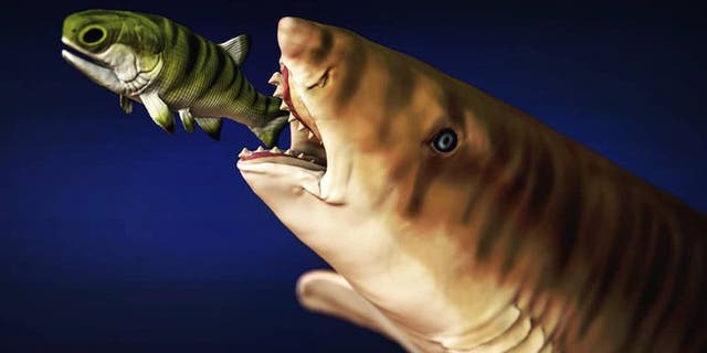 The unique curve of the shark's teeth allowed the shark to easily slice open its prey.