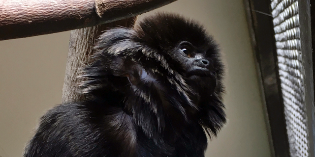 In this undated photo provided by the Palm Beach Zoo, Kali, a 12-year-old rare Goeldi's monkey, sits on a branch at an enclosure at the zoo, in West Palm Beach, Fla. Police in Florida are on the lookout for the monkey that was stolen Monday, Feb. 11, 2019, from the zoo. Zoo president Margo McKnight said Goeldi's monkeys are "increasingly sought after for the illegal pet trade." (Palm Beach Zoo via AP)