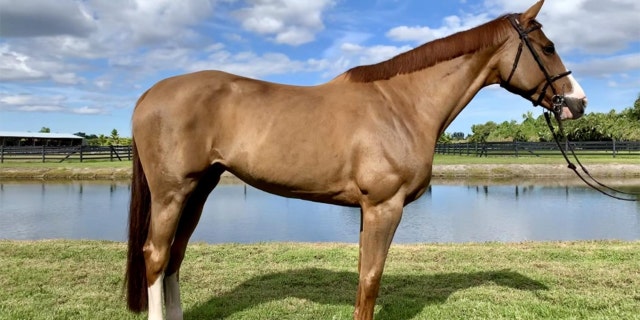 Anastasia Du Park is one of Alejandro Andrade's prized horses that are now up for auction.