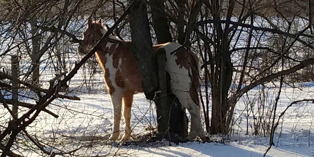 This photo shows a horse that became stuck in a tree in northern Indiana amid subzero temperatures, Jan. 30, 2109. ( Courtesy of Daniel Ball via AP)