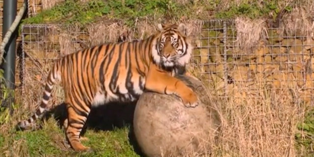 This image taken from video and made available by London Zoo, shows Sumatran tiger named Asim at London Zoo, Wednesday Jan. 30, 2019. Asim was recently transferred to London from a Danish safari park to serve as a new mate for female resident tiger Melati.