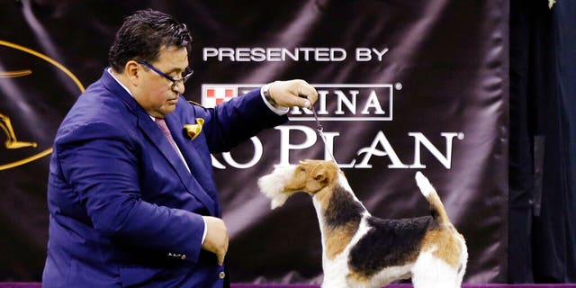 Westminster Kennel Club Dog Show Names Wire Fox Terrier As Best In Show Fox News