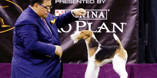 King, a wire fox terrier, competes with the terrier group at the 143rd Westminster Kennel Club Dog Show. (Associated Press)