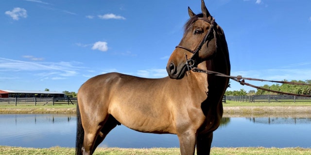 Bonjovi is one of several European show jumping horses who will be up for auction