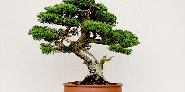 Thieves in Japan have stolen seven bonsai trees from one couple, prompting a plea on social media.