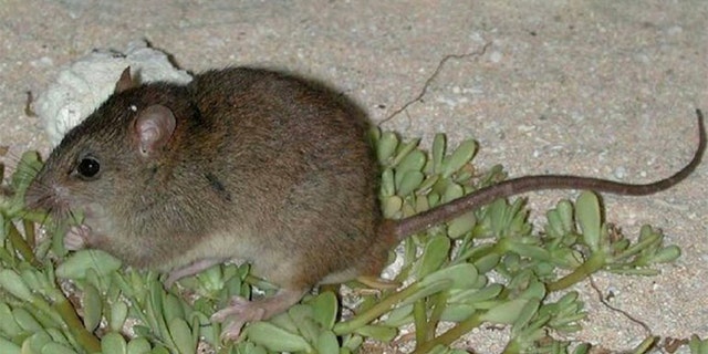 The Bramble Cay melomys, a rat-like rodent known to live on an island near the Great Barrier Reef, has been officially declared extinct by the Australian government.