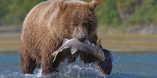 A wildlife center in Oregon is providing the opportunity for scorned lovers to name a salmon after their ex and have it fed to brown bears.