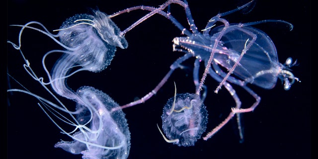A spiny lobster (right) riding a purple jellyfish (left) at night in surface waters of the deep ocean off Kailua Kona, Hawaii (Jeff Milisen/Caters)