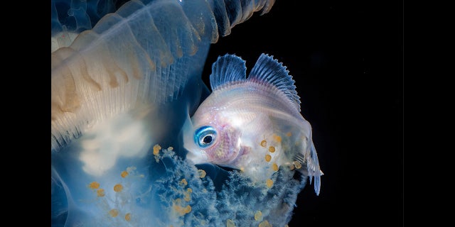 File photo - This snapper has taken a Stranger Things approach to his underwater photography, peering into the Upside Down and photographing the most intriguing creatures of the deep.
