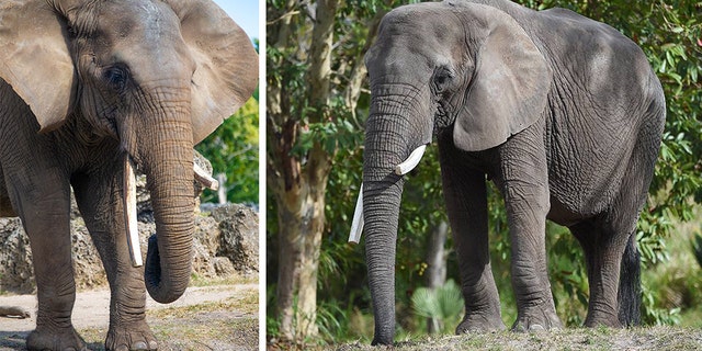Cita, a 50-year-old African elephant residing in the Zoo Miami, died after an altercation with another elderly elephant.