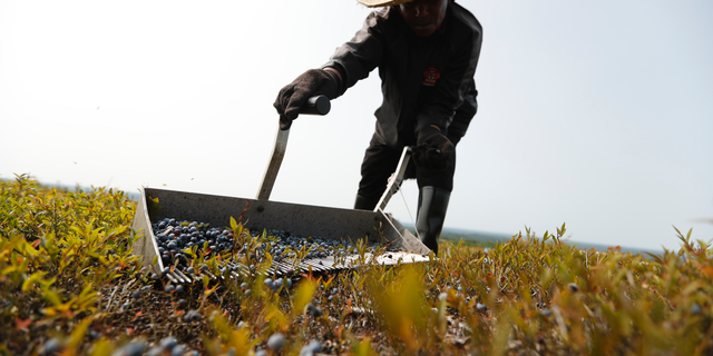 FILE- In this Aug. 24, 2018, file photo, a worker rakes wild blueberries at a farm in Union, Maine. On Thursday, Feb. 14, 2019, the Labor Department reports on U.S. producer price inflation in January. (AP Photo/Robert F. Bukaty, File)